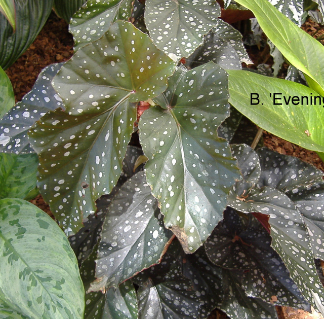 B. ‘Evening Star’